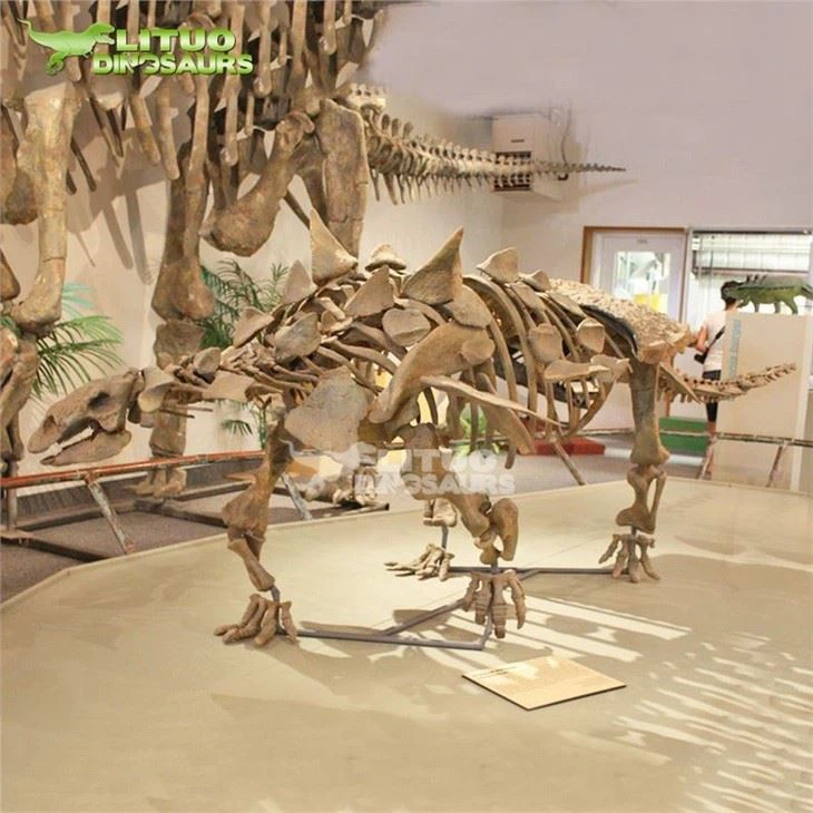 3Artificial Ankylosaurus Skeleton(001)